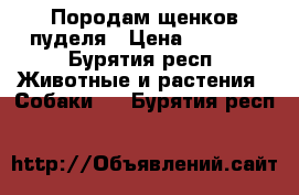 Породам щенков пуделя › Цена ­ 3 500 - Бурятия респ. Животные и растения » Собаки   . Бурятия респ.